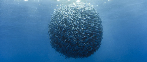 Banc de poissons